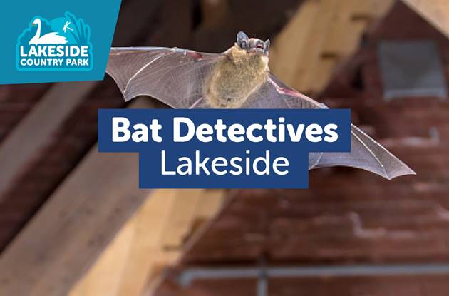 Bat Detectives Lakeside