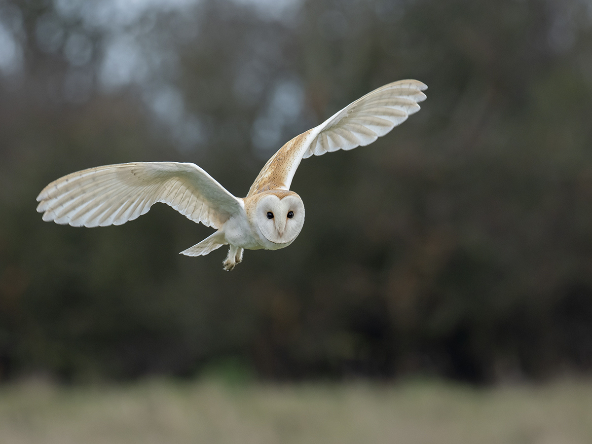Barnowl