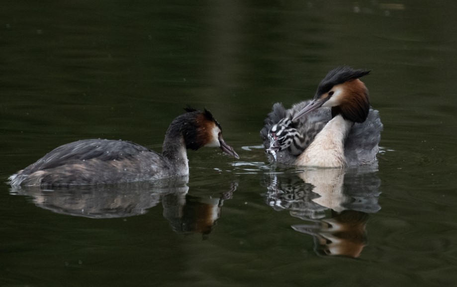 Ray+Whitfield+Grebes