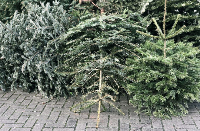 Christmas Trees