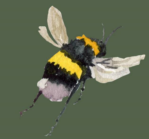 Tree+Bee+Events