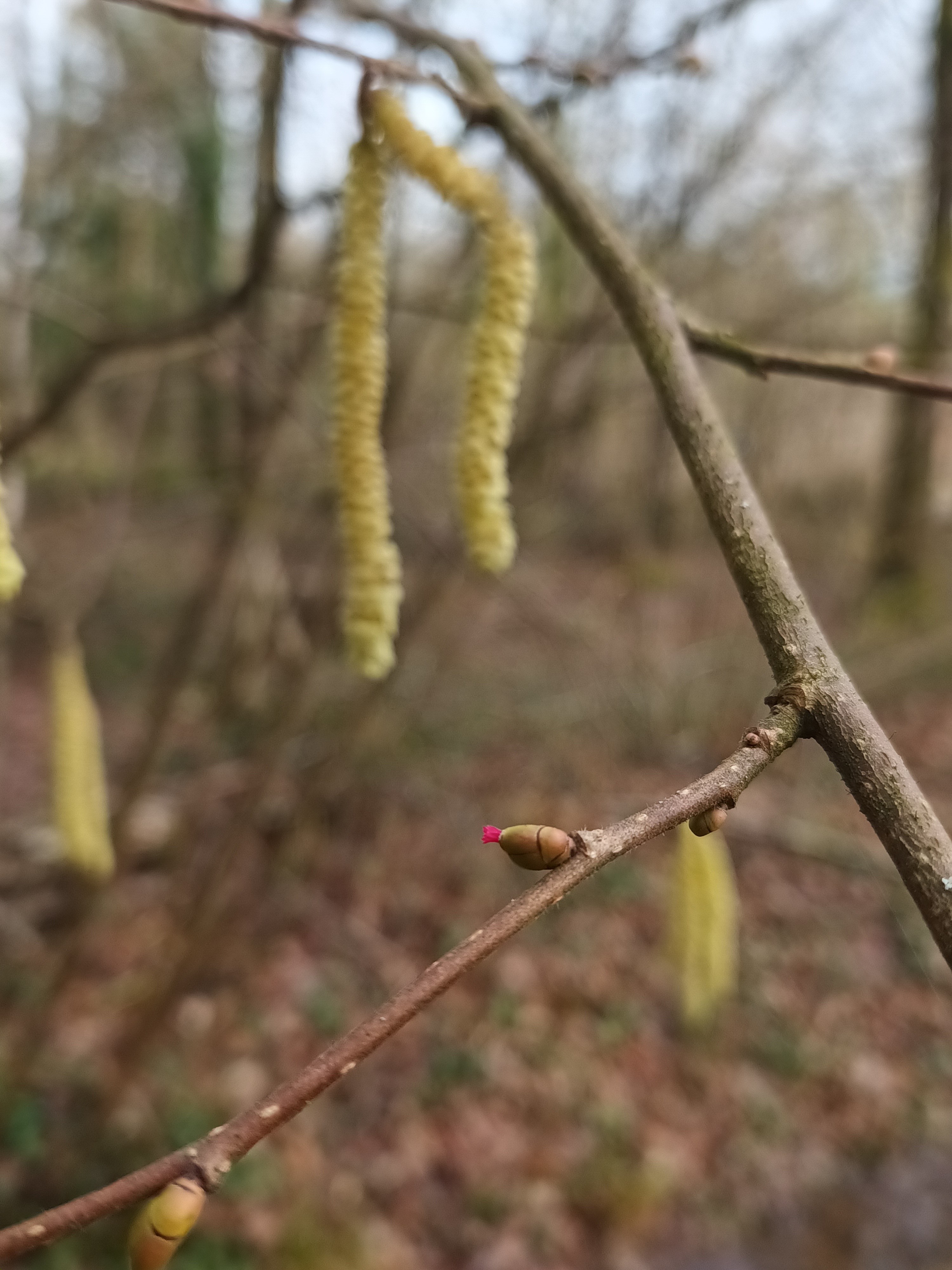 Hazel Flower