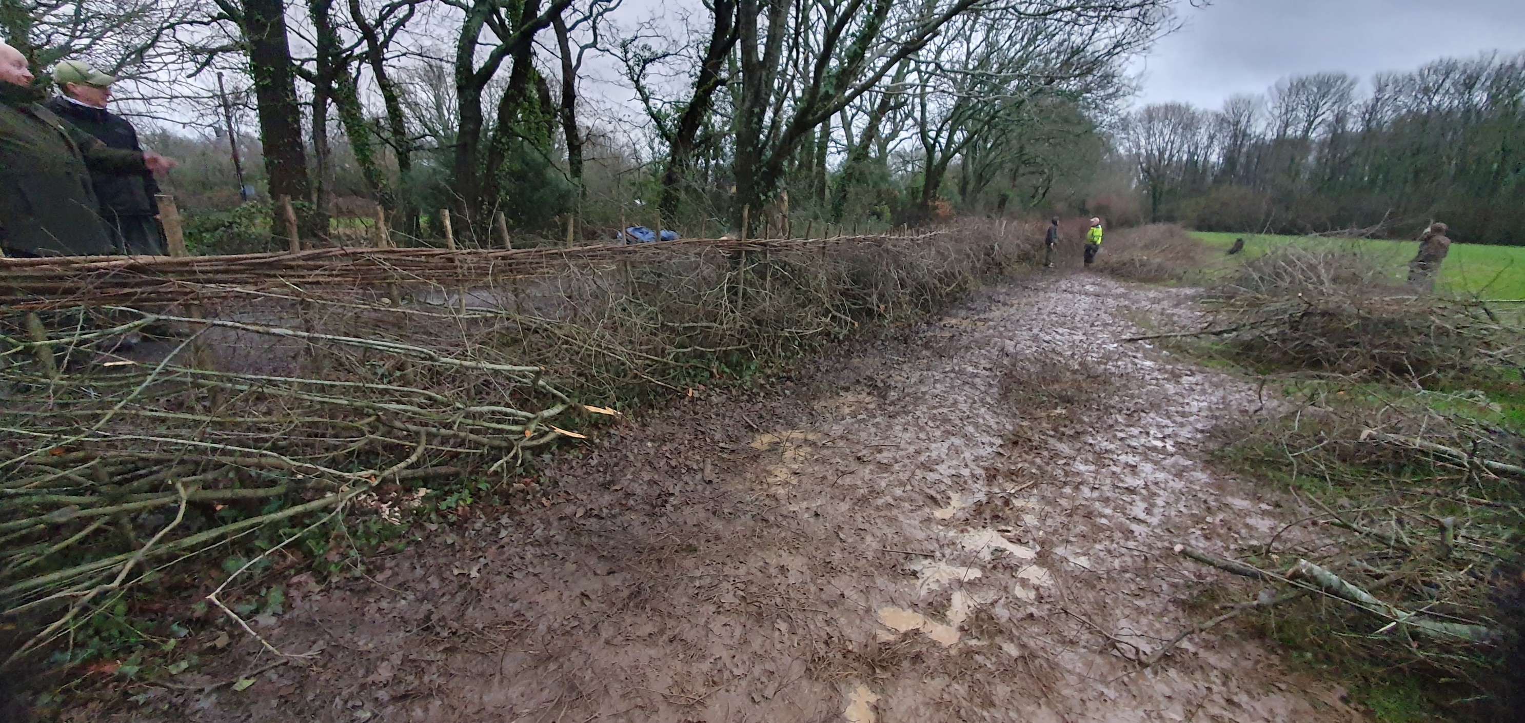 Stoke+Park+Farm+Hedge2