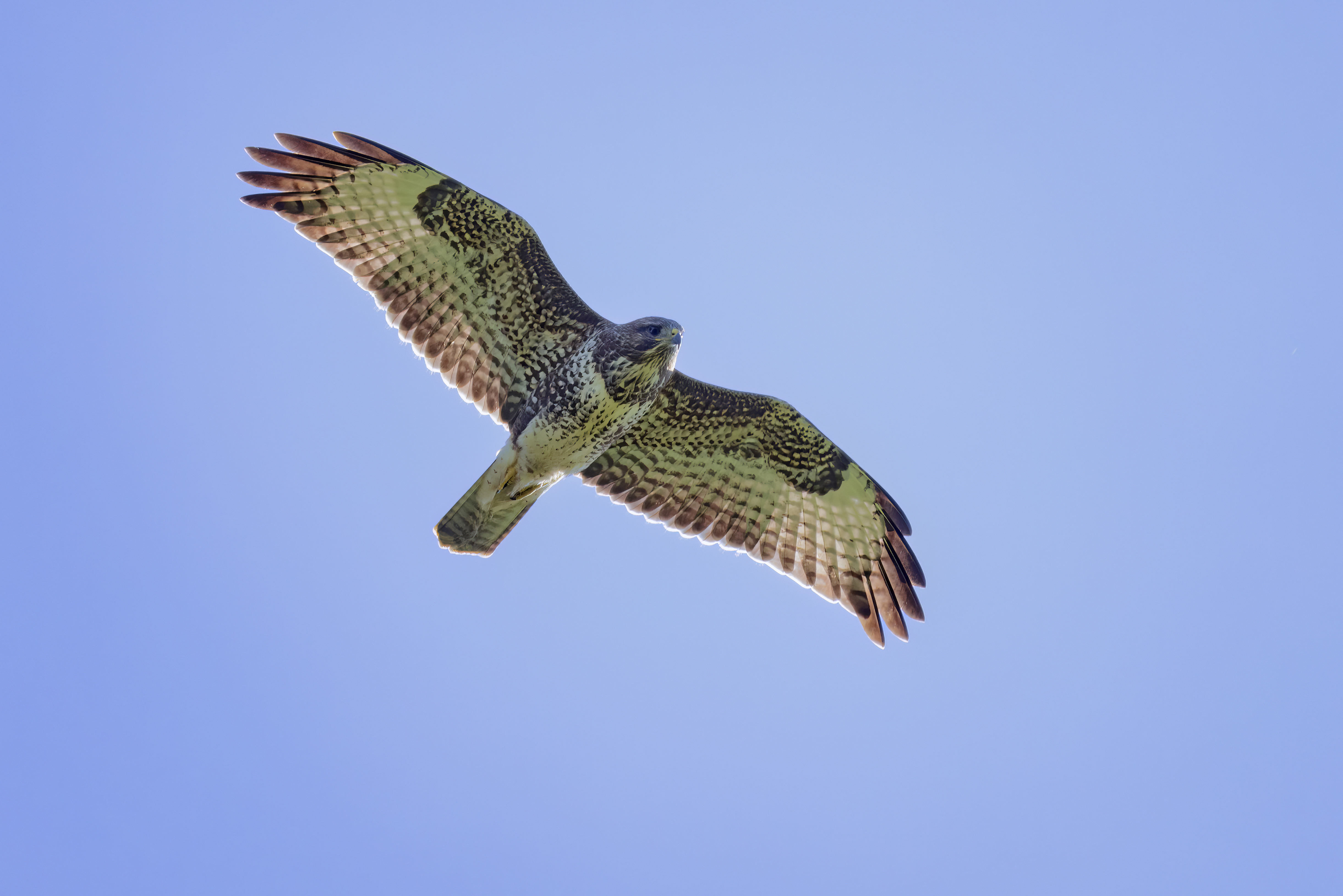 D0A1096 Buzzard Overhead Copy