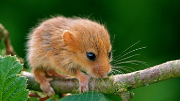 Doormouse1