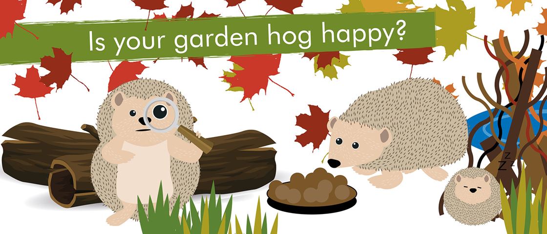 Supporting Eastleigh S Hedgehogs Itchen Valley Country Park