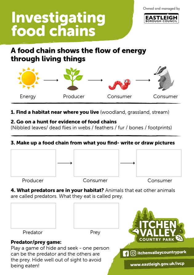 Investigating Food Chains
